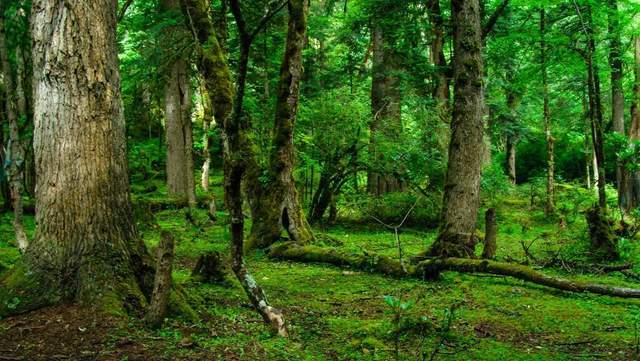 植樹節(jié)-春風十里，正“植”有你【杭州易造】