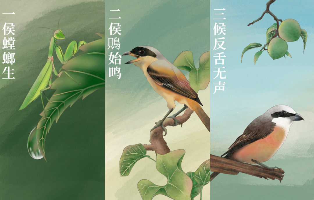 芒種 | 風(fēng)吹麥成浪，蟬鳴夏始忙-三候