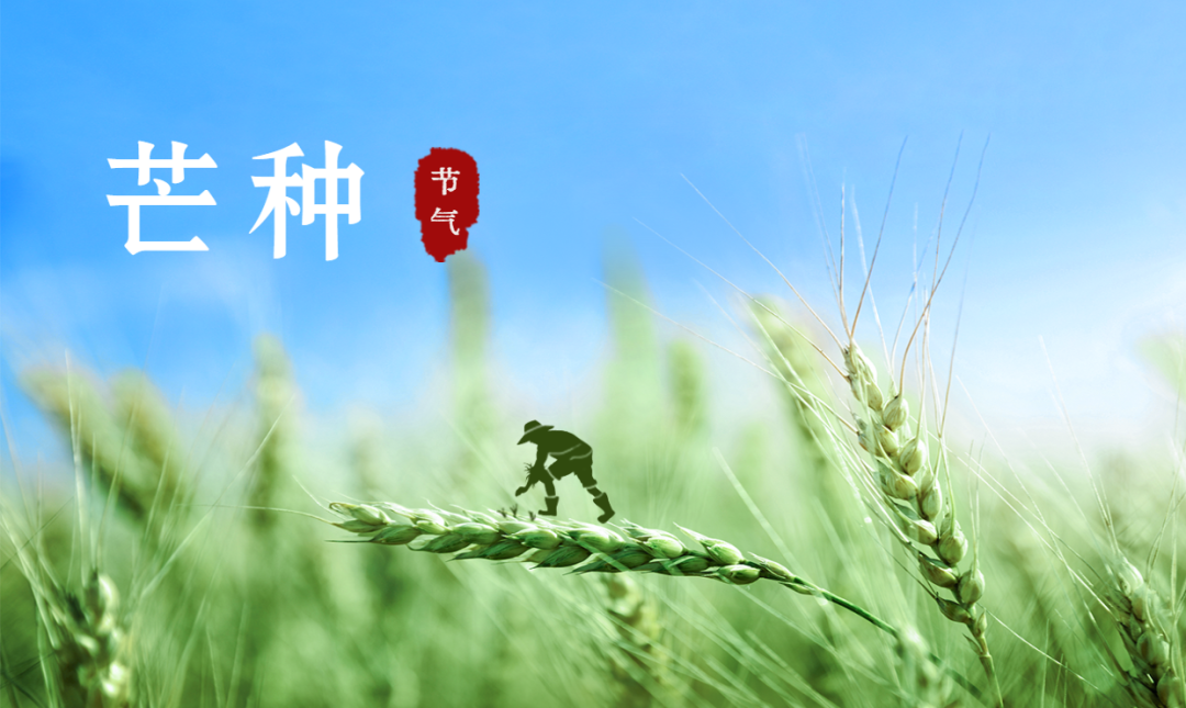芒種 | 風(fēng)吹麥成浪，蟬鳴夏始忙【杭州易造】