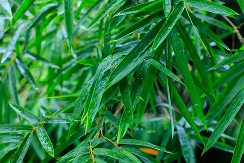 夏至 | 蟬噪林逾靜，鳥鳴山更幽【杭州易造】