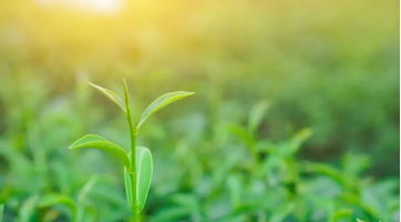 立春-節(jié)氣調(diào)養(yǎng)